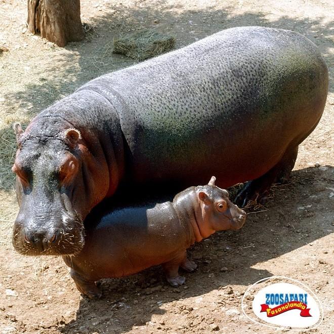 Fasano Ecco Il Nuovo Nato Nello Zoosafari Un Cucciolo Di Ippopotamo La Gazzetta Del Mezzogiorno