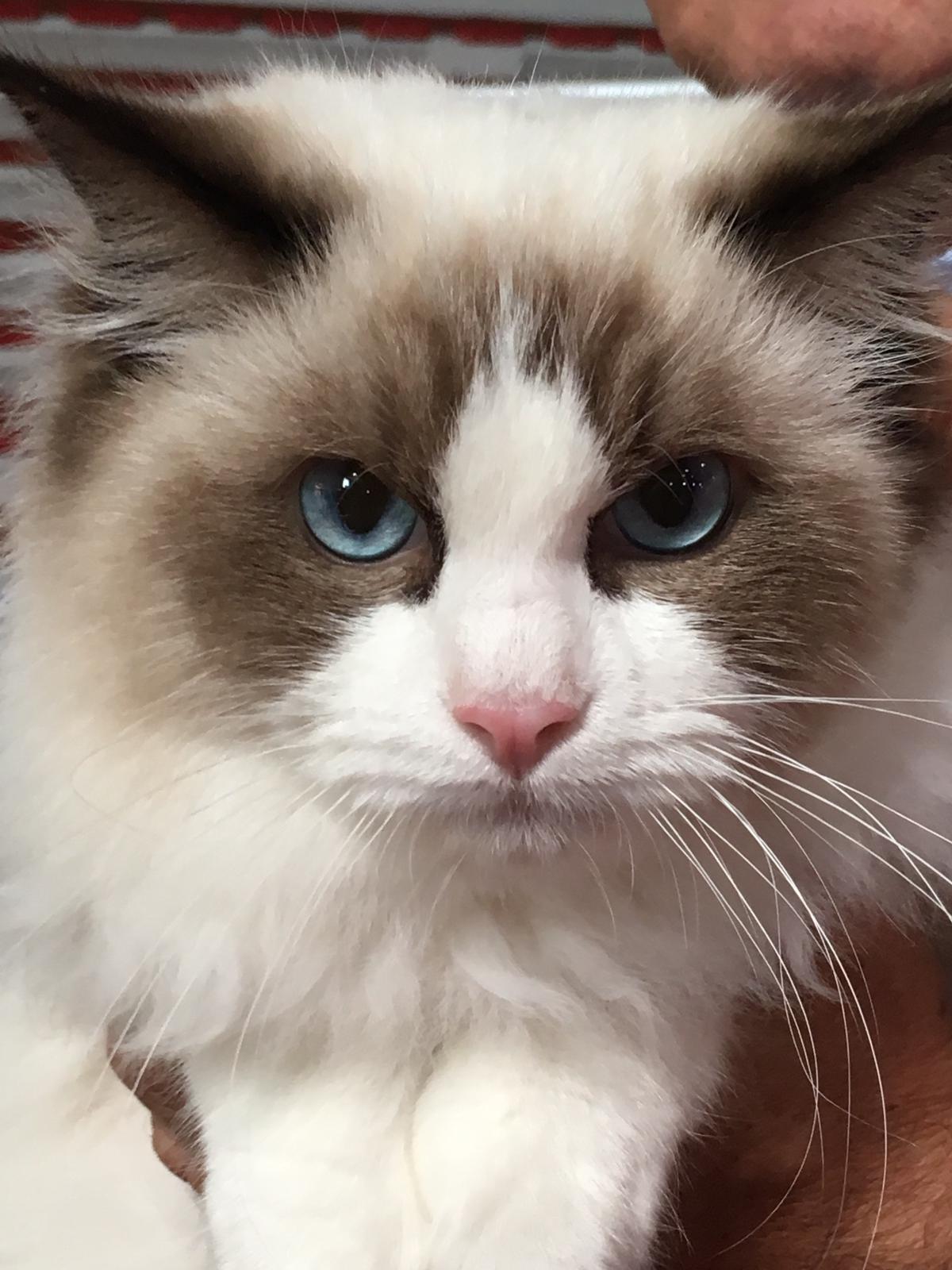 Felina Bari Le Foto Piu Belle Dei Gatti In Concorso Foto 1 Di 12 La Gazzetta Del Mezzogiorno