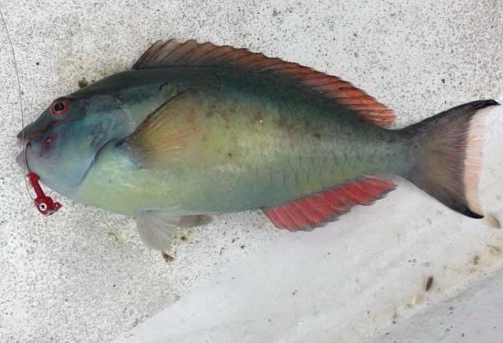 nardo nel mar jonio spunta il pesce tropicale dentone la gazzetta del mezzogiorno
