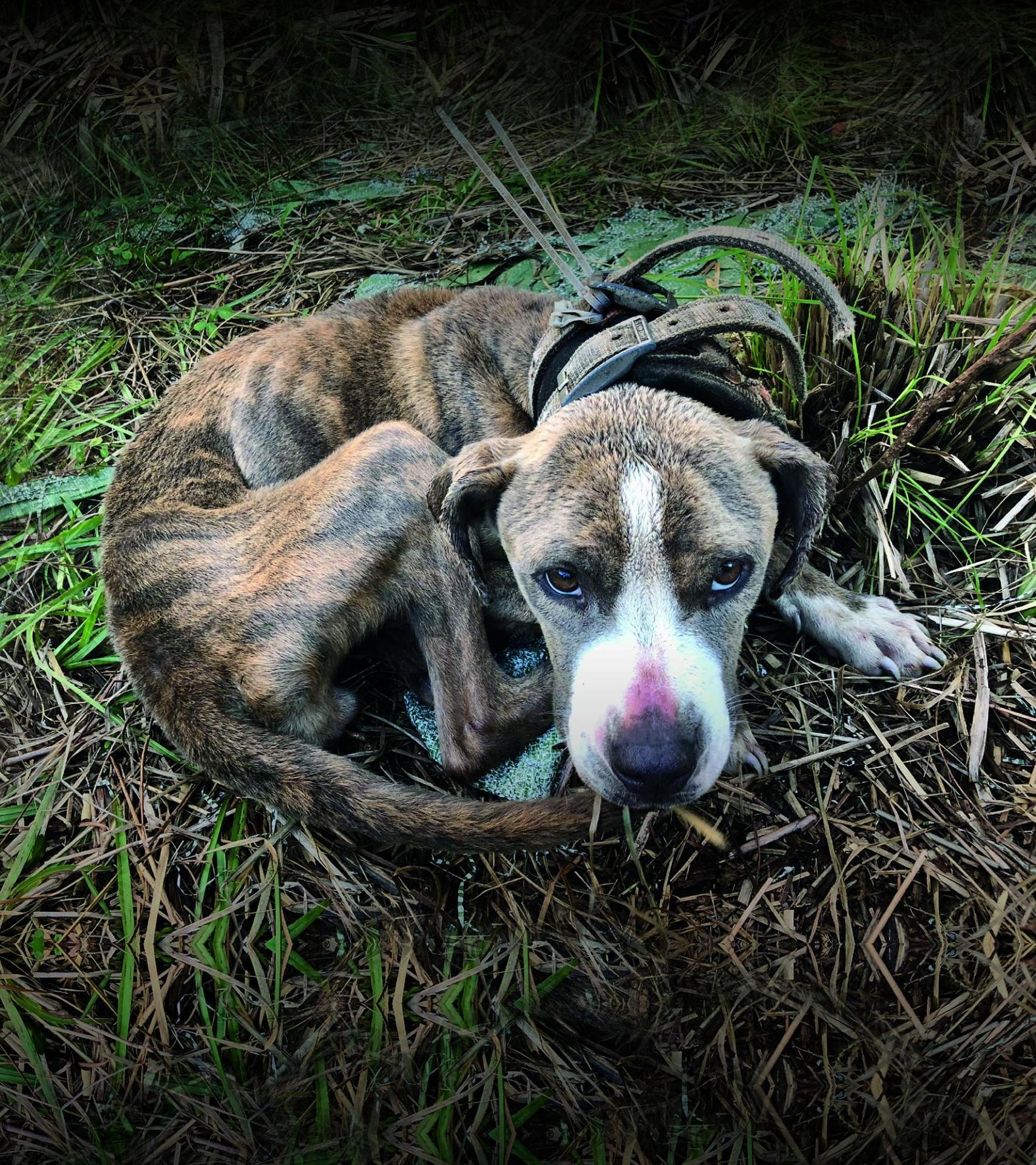 Alessandra Amoroso testimonial raccolta fondi per acquistare ...