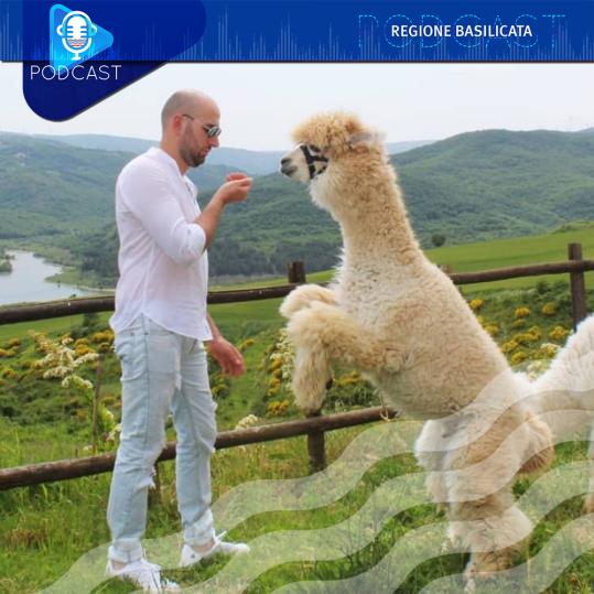 Dalle Ande ad Acerenza: in Basilicata il primo allevamento italiano di alpaca