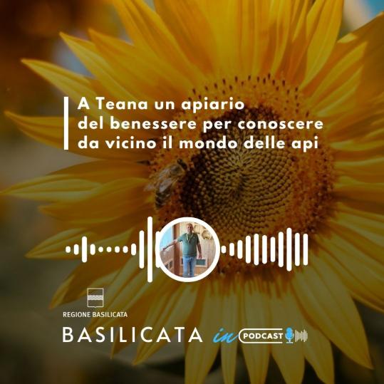 Basilicata in podcast: a Teana un apiario del benessere per conoscere da vicino il mondo delle api