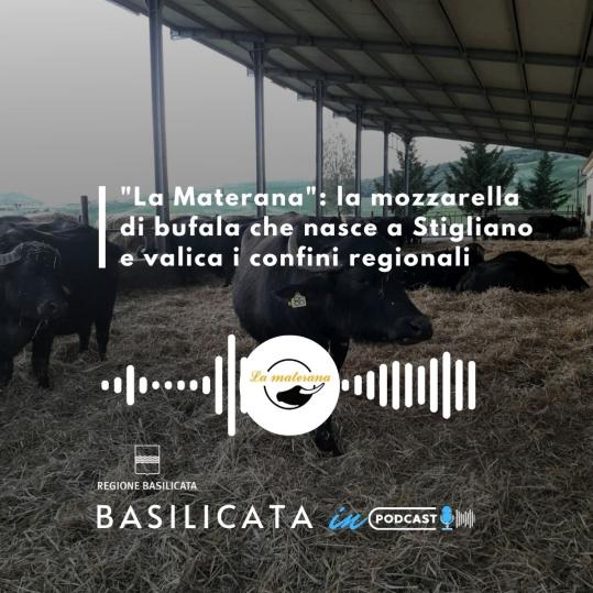 Basilicata in Podcast, Golisciano: la mia mozzarella di bufala 100% lucana