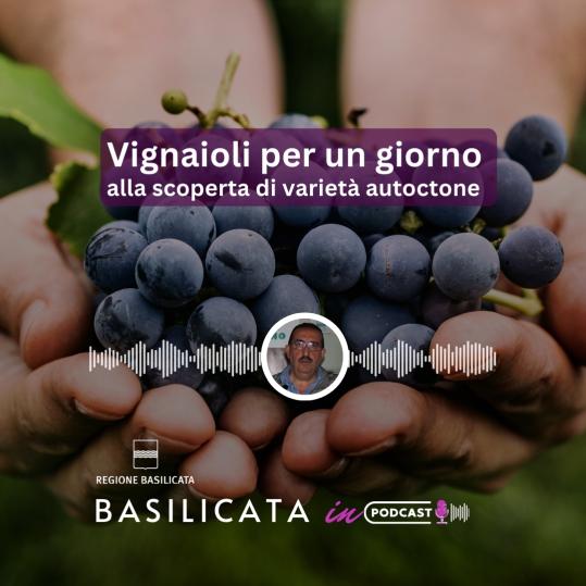 Basilicata in podcast, vignaioli per un giorno, alla scoperta di varietà autoctone