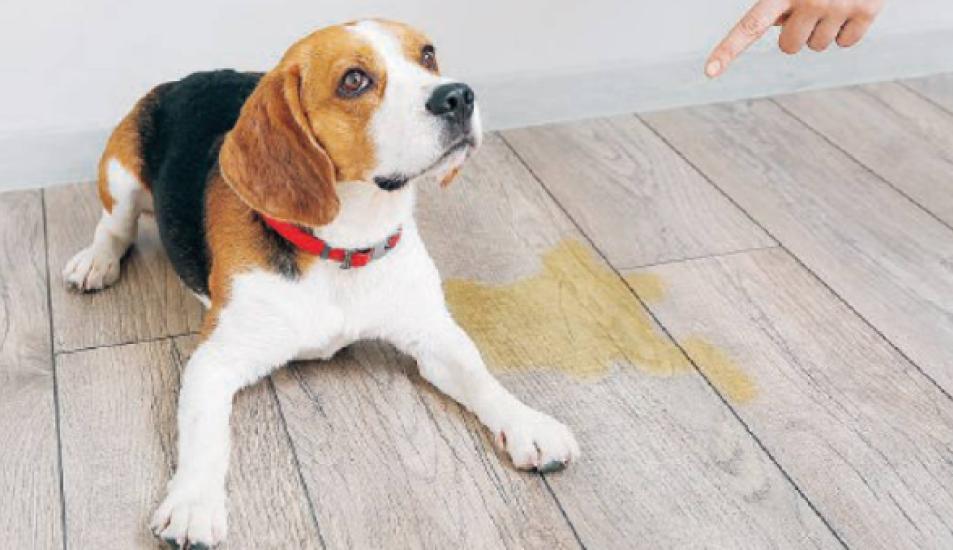 Se il cane fa la pipì in casa sta «parlando» alla famiglia La