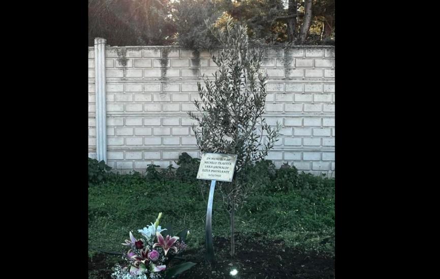 SS96, un ulivo per ricordare tre vittime della strada nel Barese La