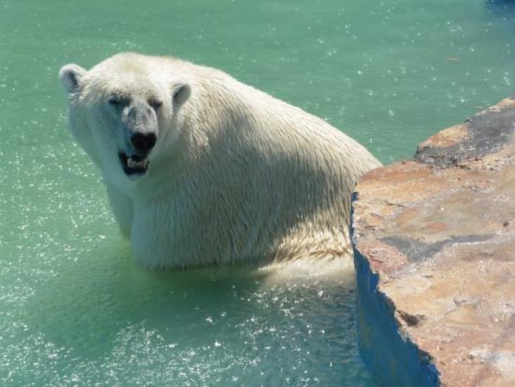 Caldo in Puglia, animalisti contro lo Zoo Safari: «Orsi polari maltrattati»