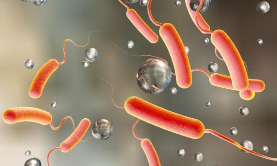 Caso di colera accertato in Puglia: uomo ricoverato a Lecce