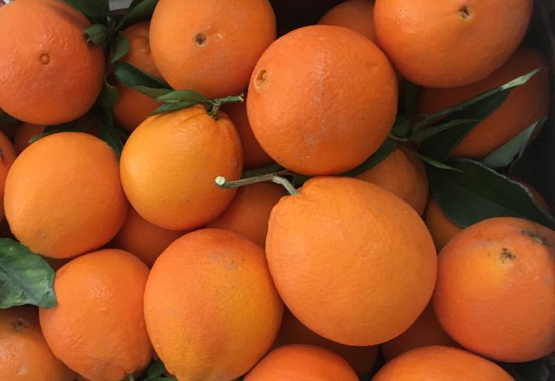 Puglia, preoccupazione per le arance importate dall'estero: contaminate dalla «macchia nera»