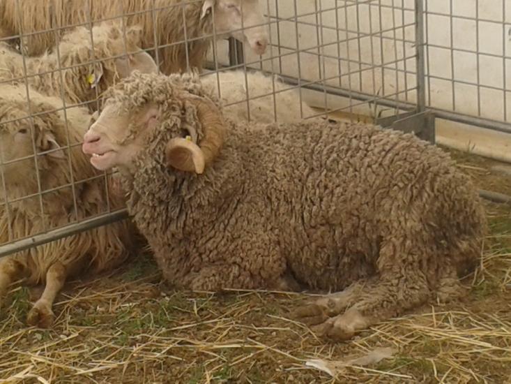 Ecco i sette nuovi Presìdi Slow food per la Puglia