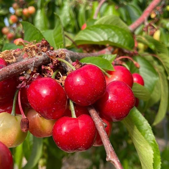 Ciliegie, inizia la raccolta delle primizie in puglia