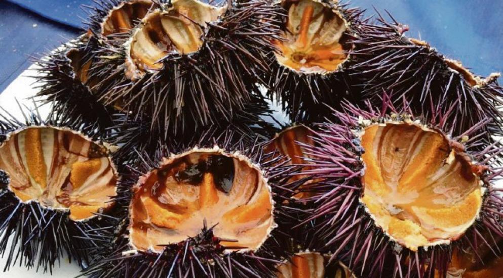 «Stop ai ricci, il divieto sia rispettato». La biologa: «Erano già spariti dai nostri mari»