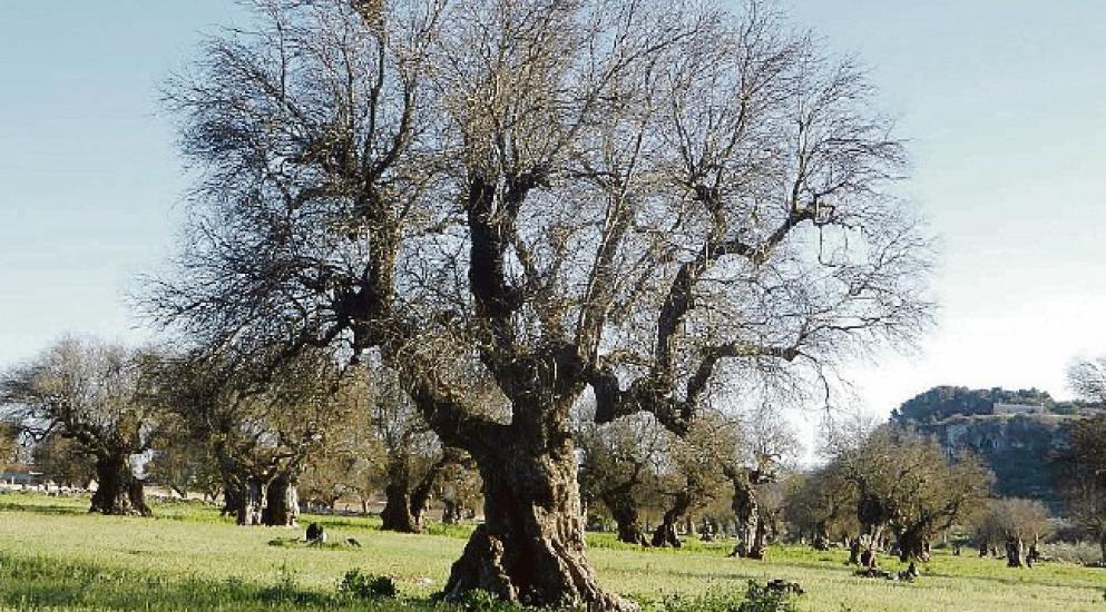 Puglia, la Xylella frena la corsa: meno piante infettate