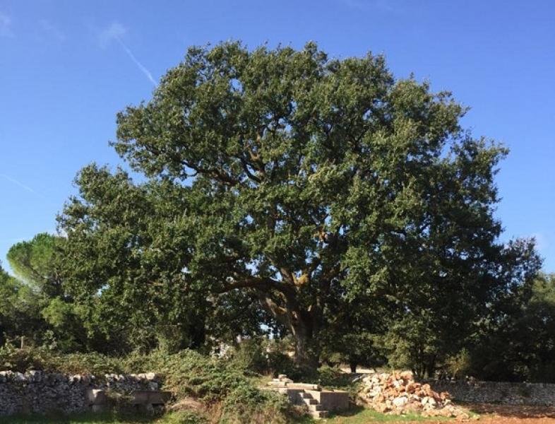 Alberi monumentali di Puglia: un tesoro da difendere. Il più antico? È a Tricase