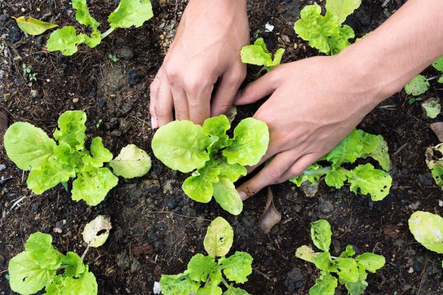 Con la Primavera in Puglia è subito «Orto mania»: ecco il decalogo perfetto per un giardino «fai da te»