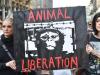 Gli eurodeputati esortano a mettere fine a sperimentazione animale