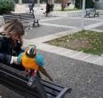 Bari, a spasso con un pappagallo: lo scatto in Piazza Cesare Battisti