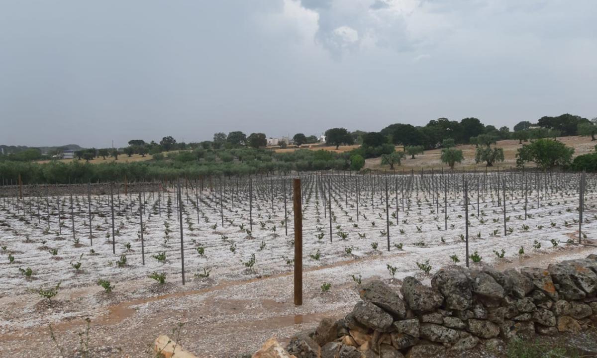 Maltempo e siccità: in Puglia danni all'agricoltura per oltre 200 milioni -  La Gazzetta del Mezzogiorno
