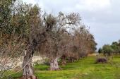 Sull&rsquo;emergenza Xylella la frammentazione fondiaria &egrave; un nodo che non vediamo