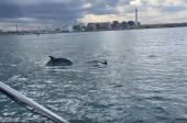 Spettacolo nel porto di Bari: branco di delfini osservato a caccia tra le banchine VIDEO