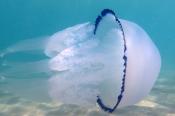 A TAVOLA - Ecco una specie di medusa commestibile (foto Antonella Leone)
