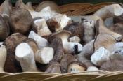 Il &laquo;re&raquo; dei funghi esaltato dalle erbe spontanee