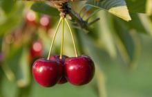 Bari, &egrave; guerra sul prezzo delle ciliegie: si moltiplica per 23 volte