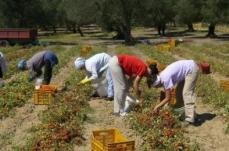 Accoglienza braccianti extracomunitari, nel Materano chieste le tende della Protezione civile