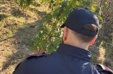 Mesagne, scoperta piantagione di marijuana fra la vegetazione di un'area rurale: è caccia ai responsabili