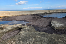 Darsena San Cataldo, approdo inagibile per le alghe: ora i diportisti vogliono indietro i soldi Darsena San Cataldo, approdo inagibile per le alghe: ora i diportisti vogliono indietro i soldi