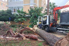 Lecce, l&rsquo;ascia del sindaco sugli alberi a rischio