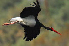 Cicogna nera, il Parco della Murgia sostiene il progetto di monitoraggio satellitare