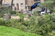 A Matera abbattuto il &laquo;boschetto&raquo;, la rabbia di Legambiente: &laquo;Impoverito il patrimonio verde gi&agrave; fragile&raquo;