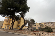 Abbattuti a Matera alberi pericolanti in via Sicilia: scatta la protesta di Legambiente