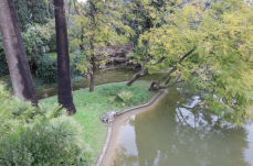 Bari, &laquo;Salvate le povere tartarughe del laghetto Parco 2 giugno&raquo;. Ma il progetto langue ancora