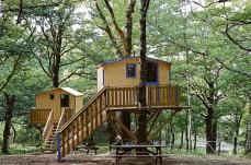 Il bosco di Biccari &egrave; il primo in Puglia a ottenere la certificazione forestale: &laquo;Un traguardo storico&raquo;