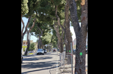 Pini malati, in meno di 15 anni abbattuti mille esemplari: &egrave; scontro a Monopoli