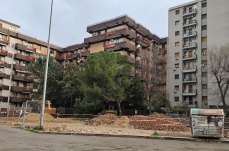 Foggia, abbattuti alberi di pregio in piazza Carlo Gentile: scatta la protesta del Wwf