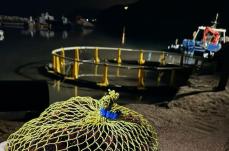 Manfredonia, Guardia costiera sequestra 3mila ricci di mare: sanzionati tre pescatori sportivi