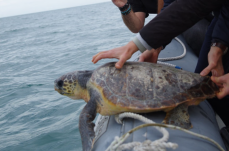 Trani, liberata in mare la millesima tartaruga salvata: un record che sa di responsabilit&agrave; e amore per l'ambiente