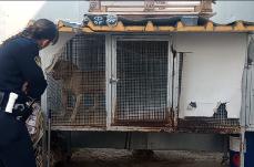 Barletta, dieci pitbull sequestrati e incatenati: denunciato un 26enne con l&rsquo;accusa di maltrattamento animali