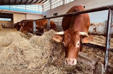 Allarme nell&rsquo;Alta Murgia: in una settimana rubati pi&ugrave; di 200 animali. L'appello di Confagricoltura