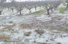 Grandinata nel Metapontino: &laquo;La Regione Basilicata non lasci soli gli agricoltori&raquo;
