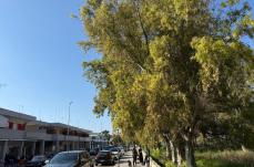 San Cataldo, via libera della giunta: diventa realt&agrave; il Parco degli eucalipti