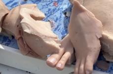 Paura a Porto Cesareo, in un frigo abbandonato trovate dei &laquo;resti&raquo; tra cui un piede: ma &egrave; solo una bambola di silicone