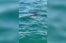 Trani, avvistato in mare uno squalo elefante. L'appello ai pescatori: &laquo;Non interagiteci&raquo; VIDEO