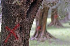 La Xylella attacca il Foggiano: salgono a 153 gli ulivi infetti a Cagnano Varano, tra i focolai più estesi