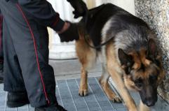 Quando la prostata di Fido non funziona