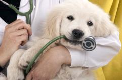 Malattie dell’occhio nel cane e nel gatto