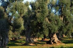 Alberi monumentali, in Puglia sono 252 ma è allarme per la Xylella nella Piana degli Ulivi Monumentali